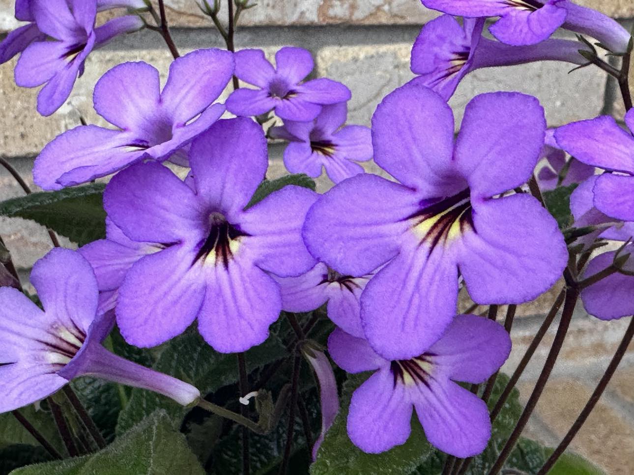 Streptocarpus Haru No Yoi
