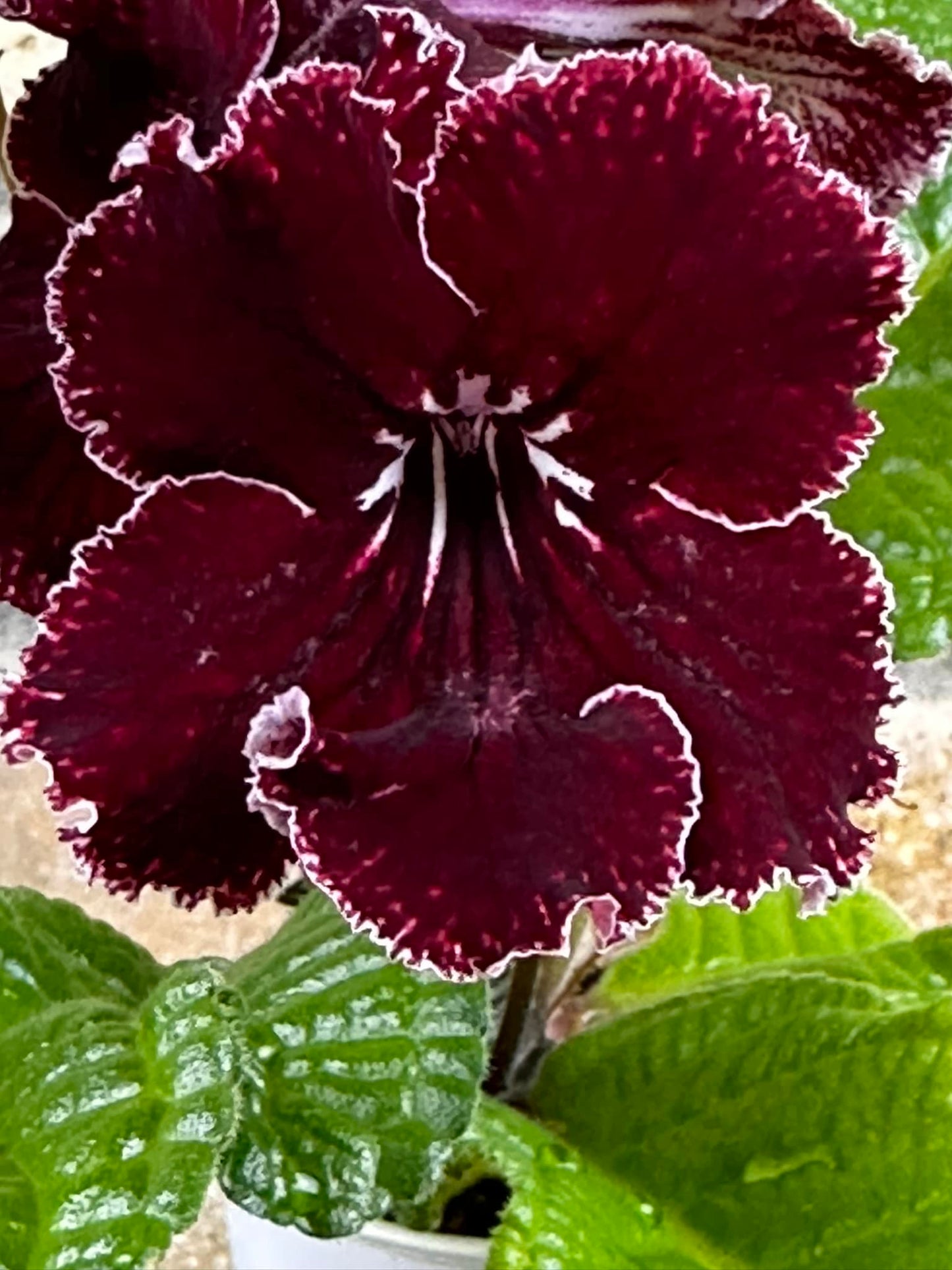 Streptocarpus DS - Living Flame