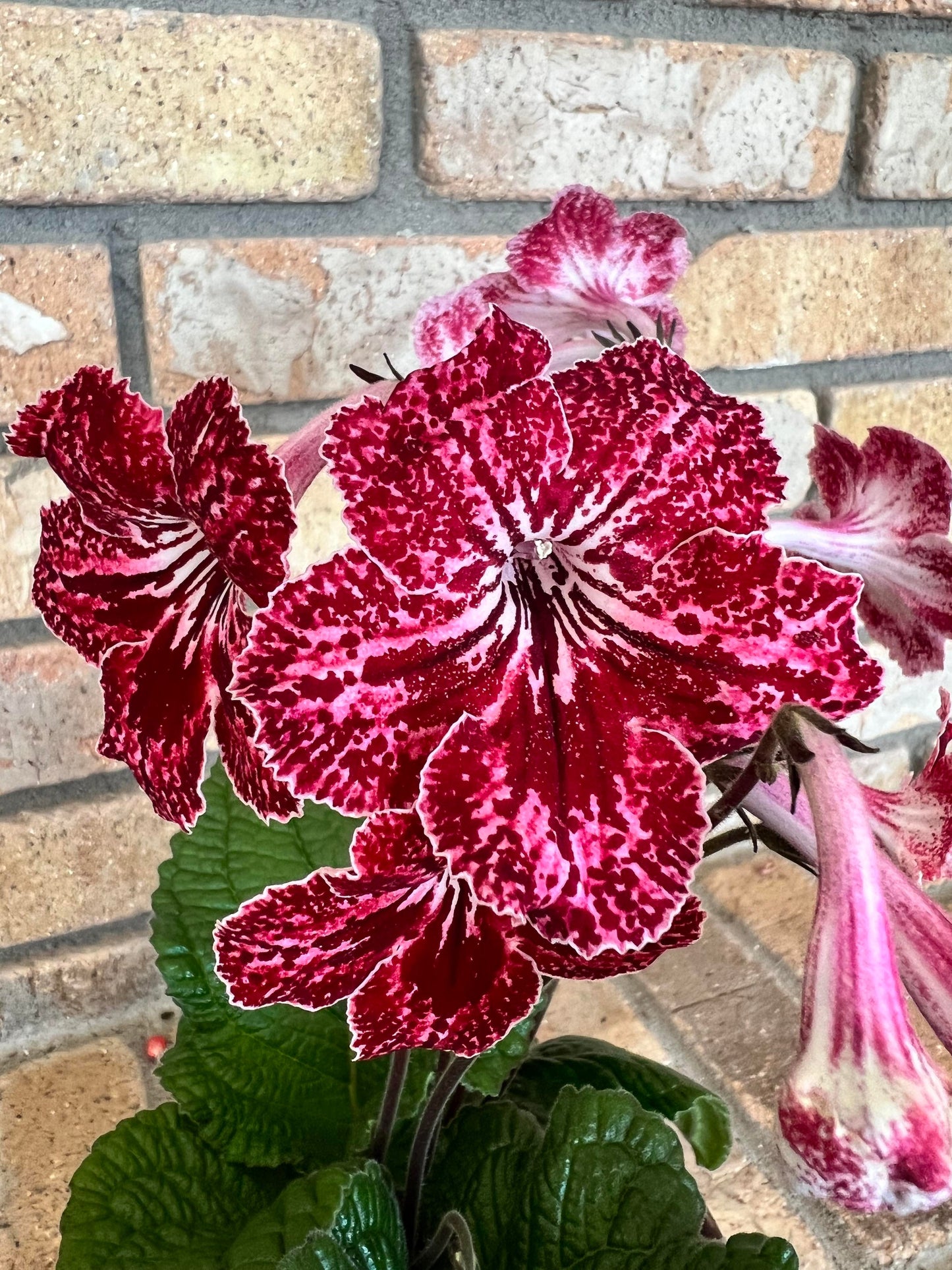 Streptocarpus DS - Strawberry