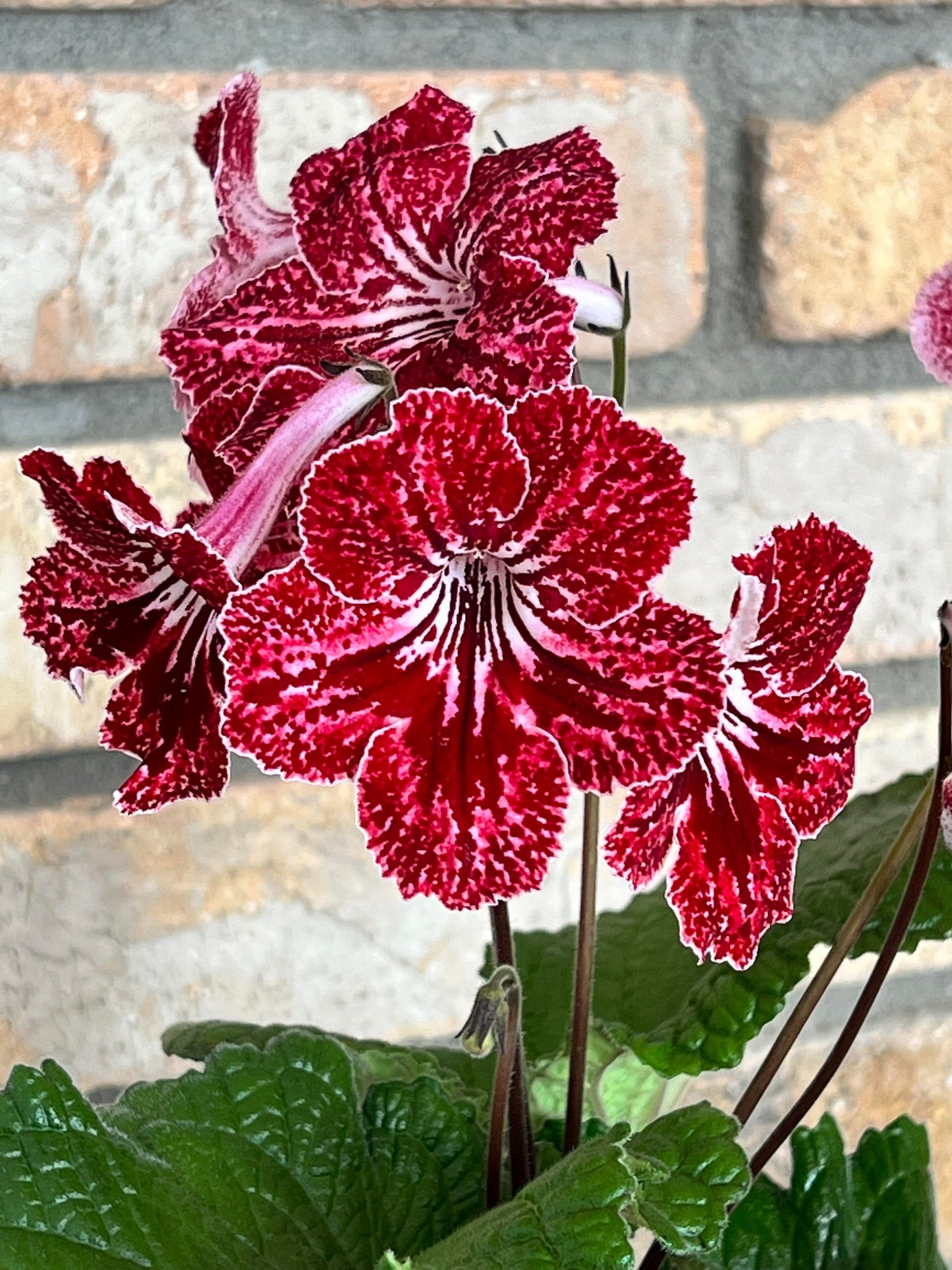 Streptocarpus DS - Strawberry