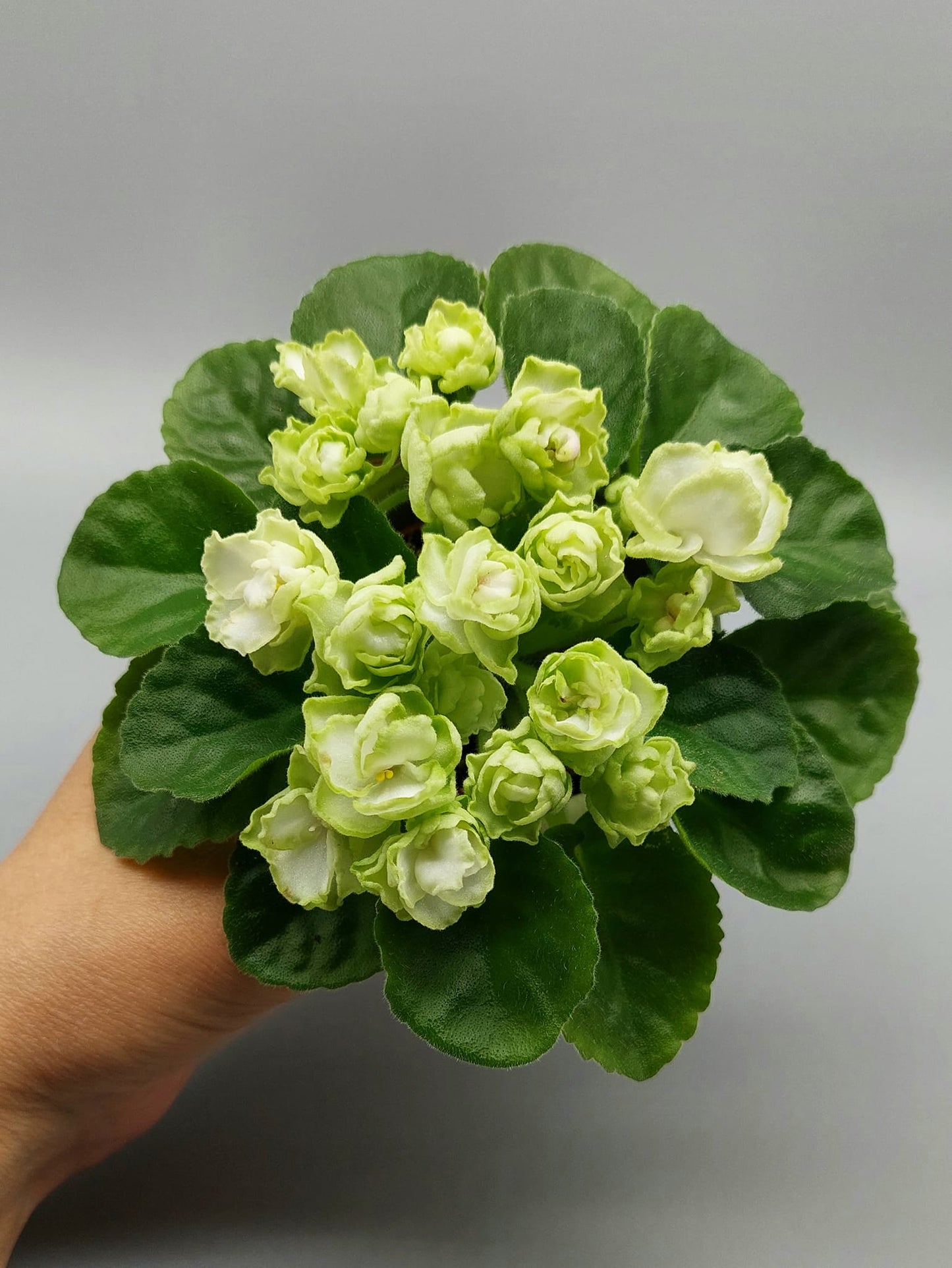 Hunter's Cabbage Goddess