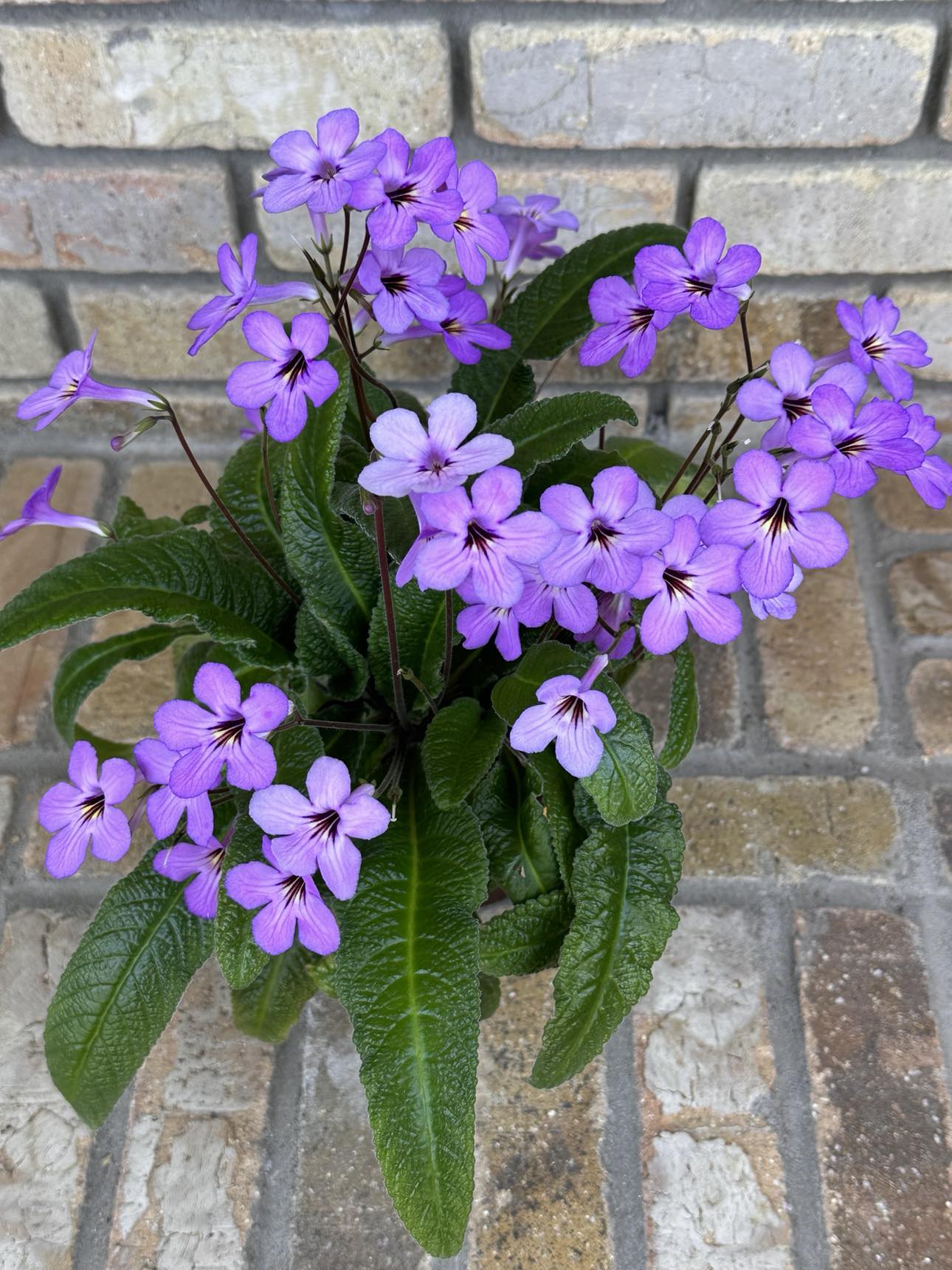 Streptocarpus Haru No Yoi