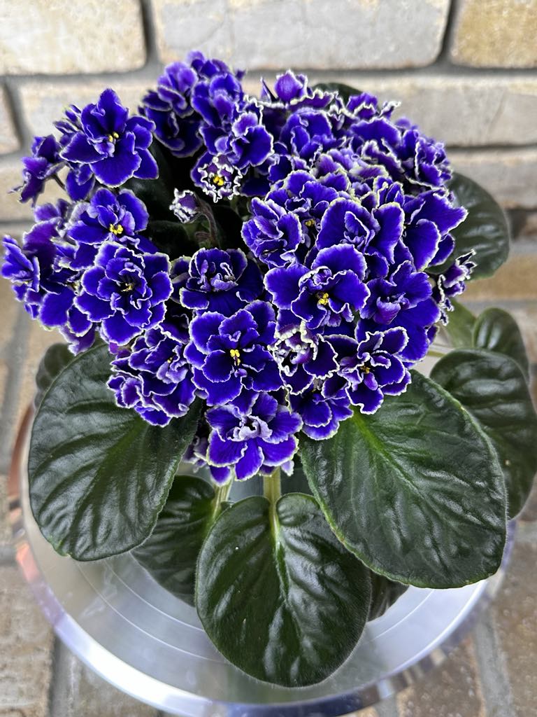 Optimara Idaho (by Optimara Greenhouses)