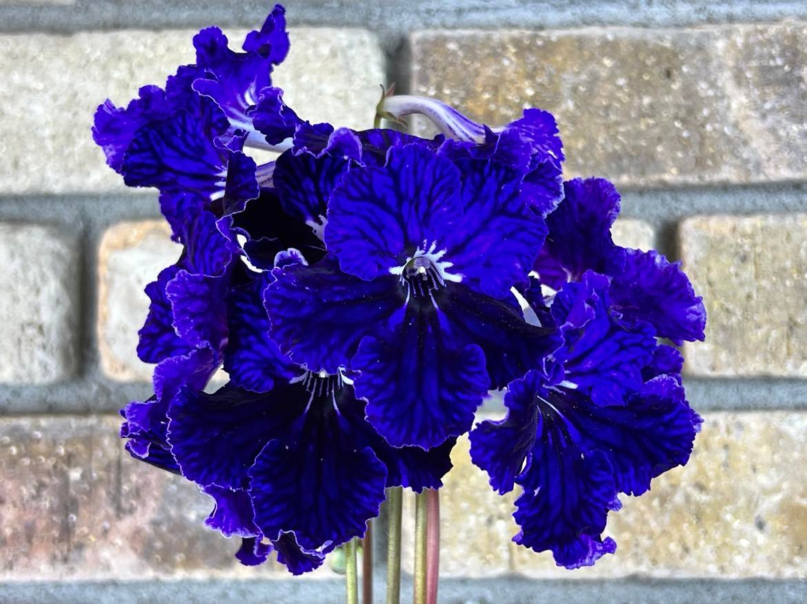 Streptocarpus Midnight Thunder