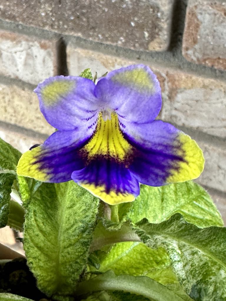 Streptocarpus Morning Magic