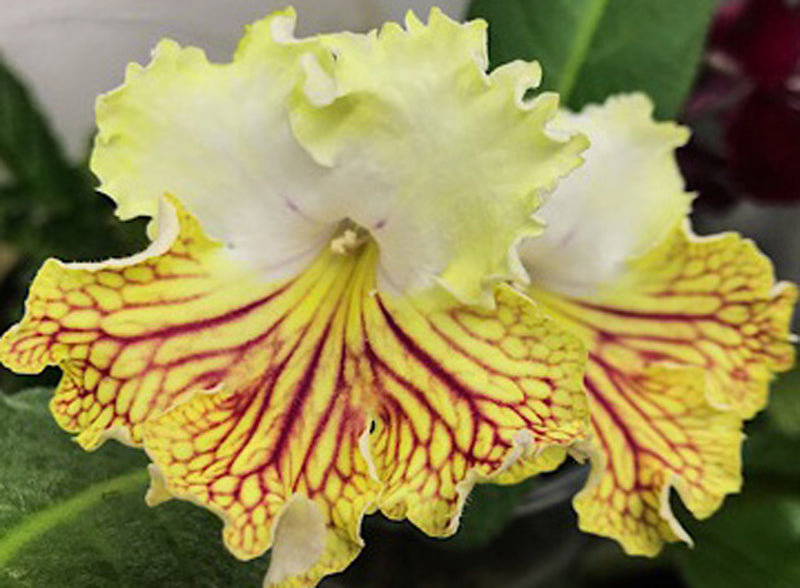 Streptocarpus OD - Sun City