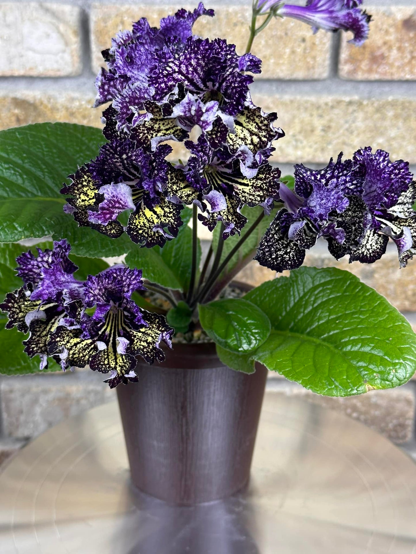 Streptocarpus OD - Caprice