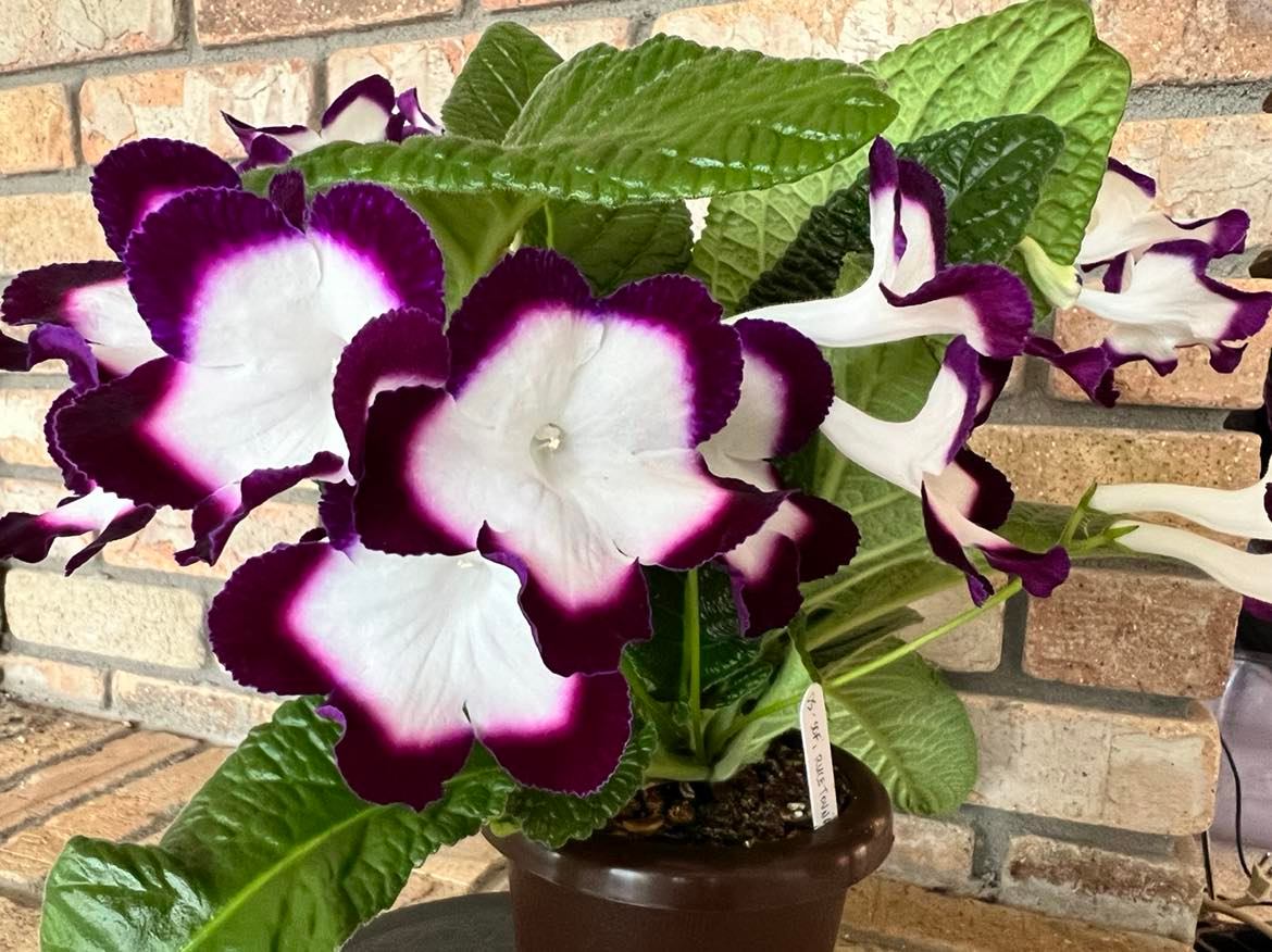 Streptocarpus DS - Sofi Ruletovna/DS - Sophie Roulette