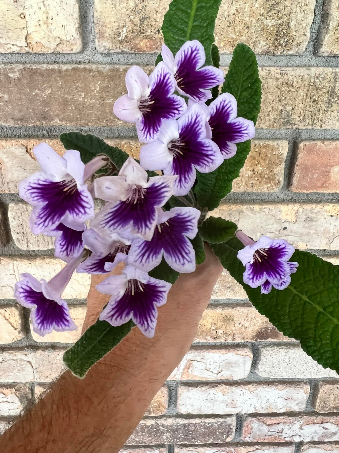 Streptocarpus RS - Niels