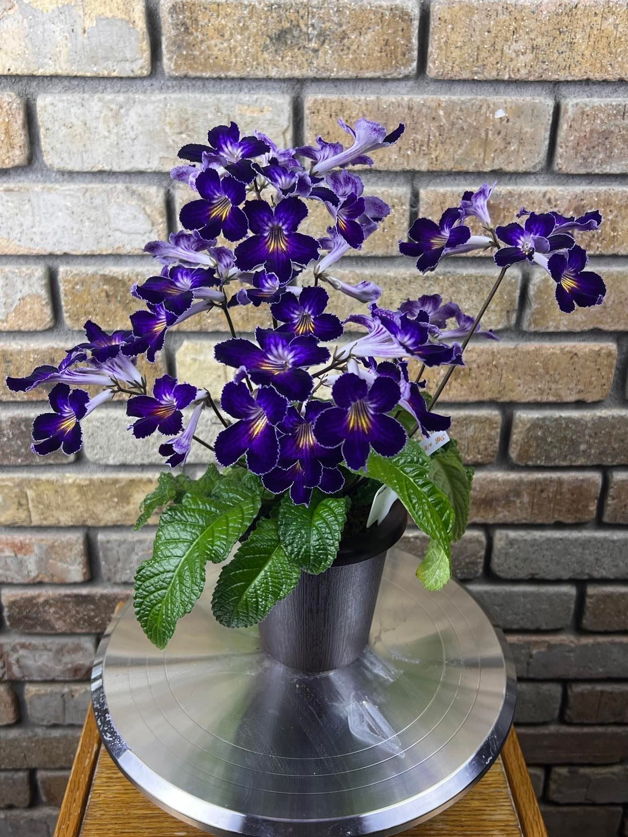 Streptocarpus Raydar's Glow Baby