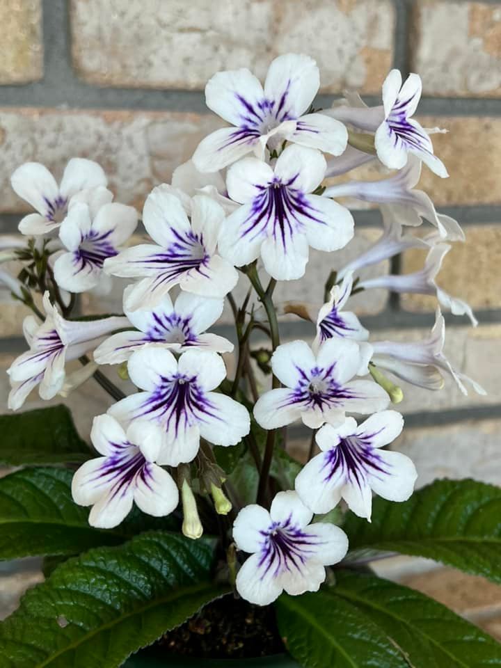 Streptocarpus Raydar's Radiance