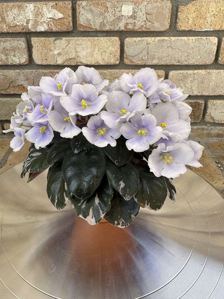 Shirl's Blue Passion