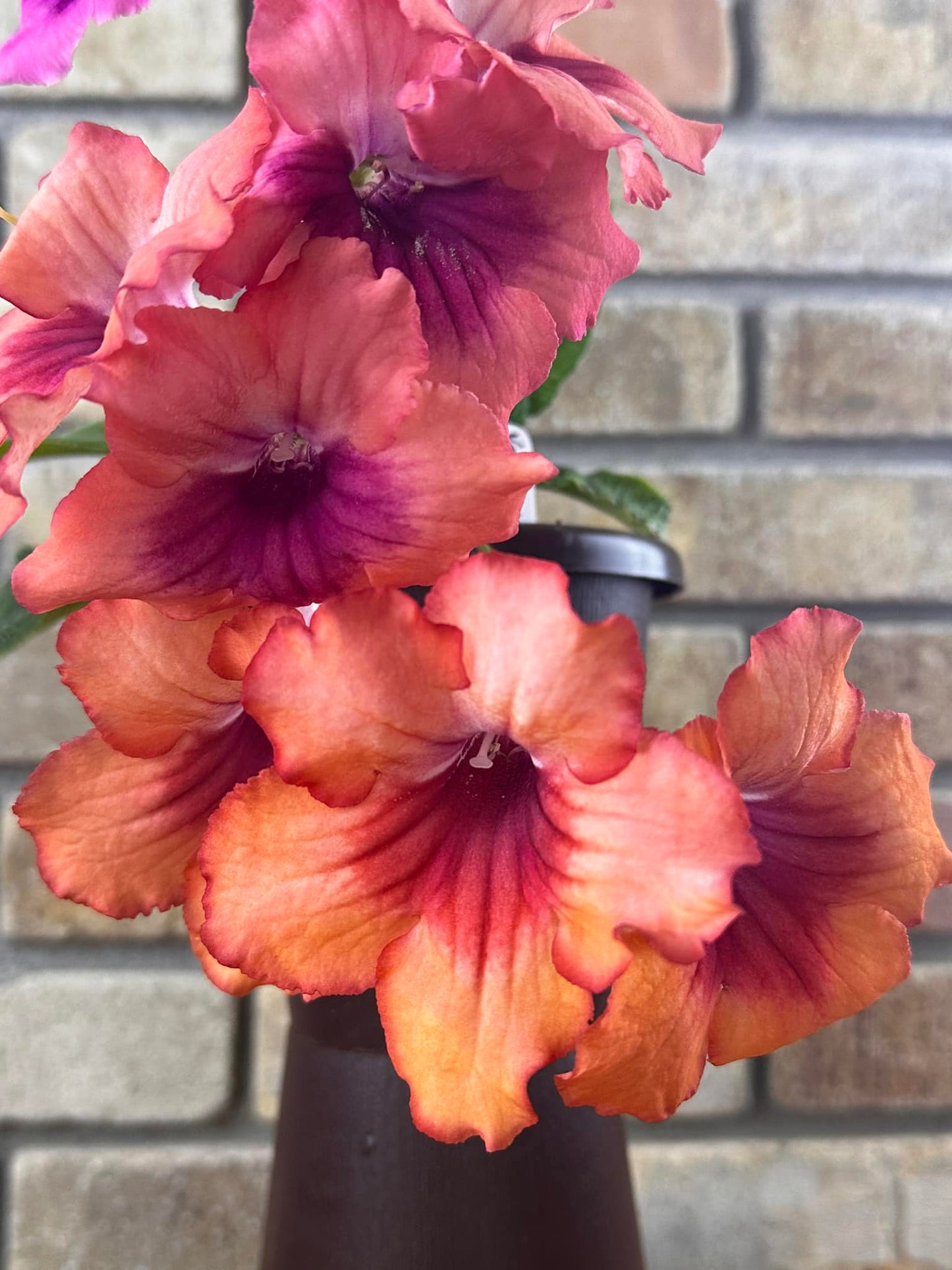 Streptocarpus Vmee's Mimosa