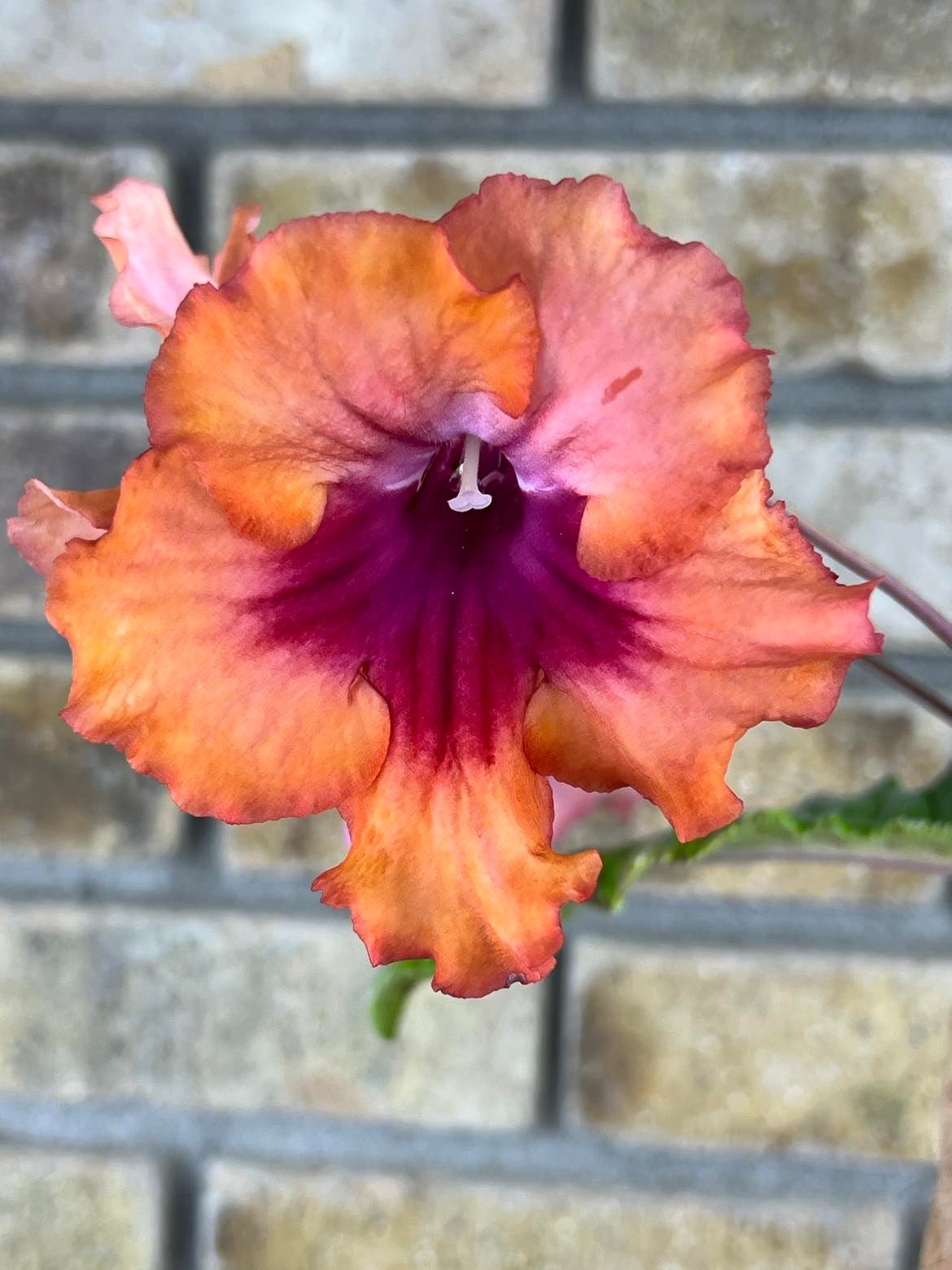 Streptocarpus Vmee's Mimosa