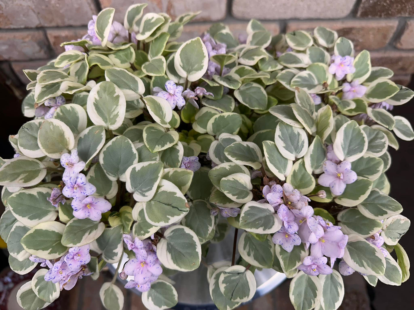 Zhemchuzhniy Vostorg (Pearl Pink) - LEAF CHIMERA