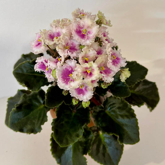 Allegro's Watermelon Ruffles