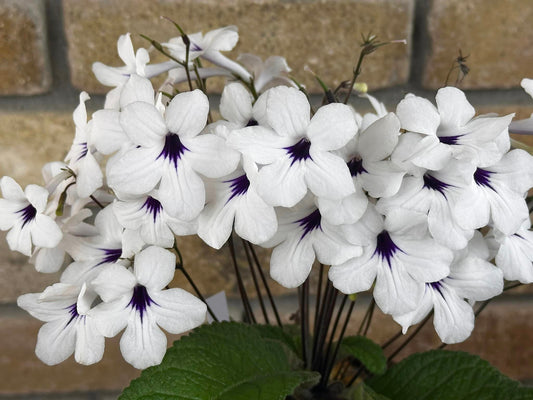 Streptocarpus Black Tie Affair