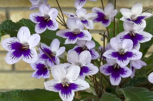 Streptocarpus RS - Niels
