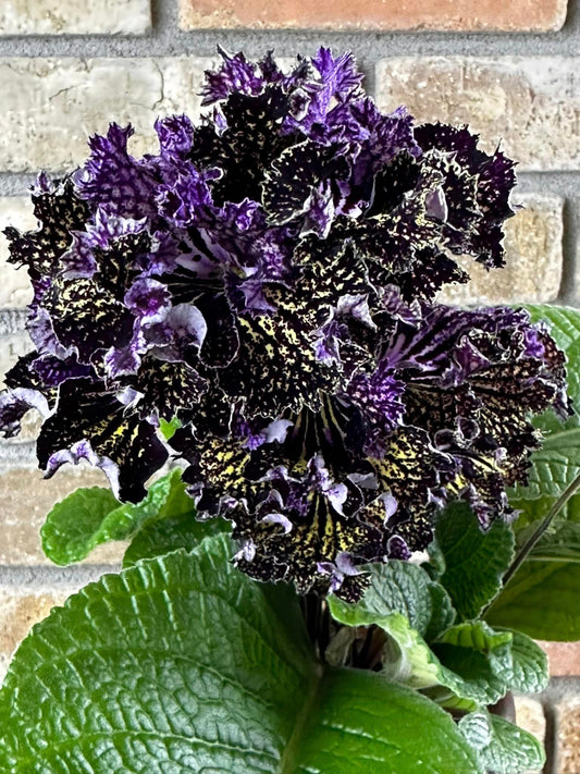 Streptocarpus OD - Caprice