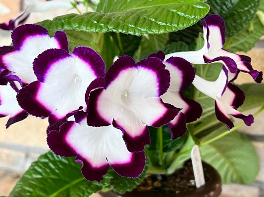 Streptocarpus DS - Sofi Ruletovna/DS - Sophie Roulette
