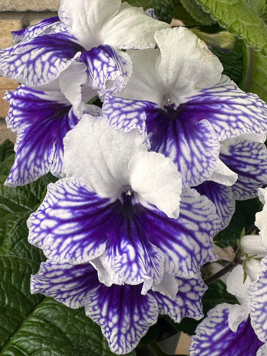 Streptocarpus Dibleys Blue Leyla