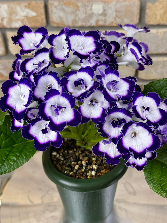 Streptocarpus Bristol's Mascara