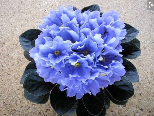 Rhapsodie Clementine (by Optimara Greenhouses)