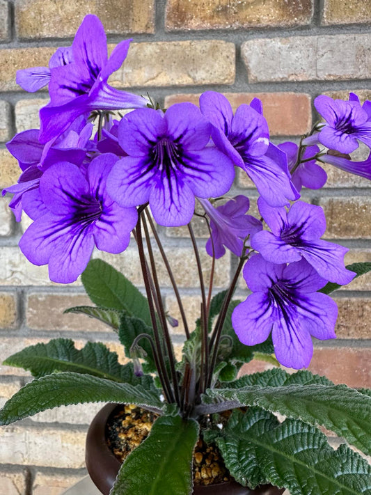 Streptocarpus Blueberry Butterfly