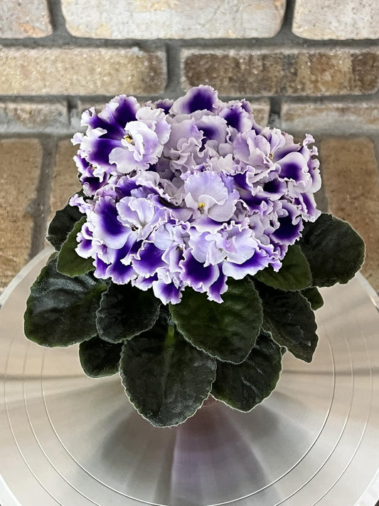 Rhapsodie Cora (by Optimara Greenhouses)
