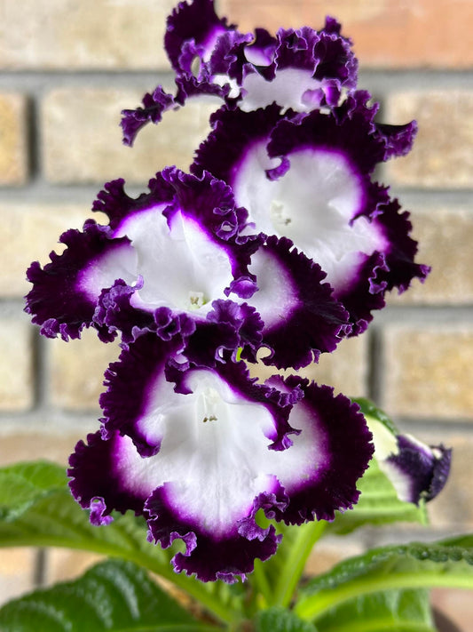Streptocarpus DS - Jai O'se
