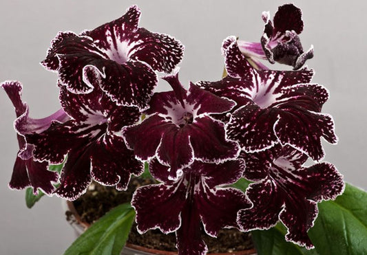 Streptocarpus DS - Little Cherry