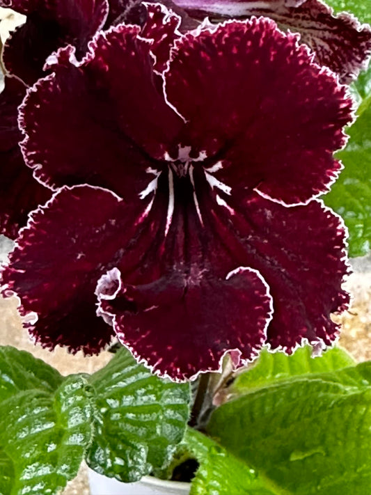 Streptocarpus DS - Living Flame