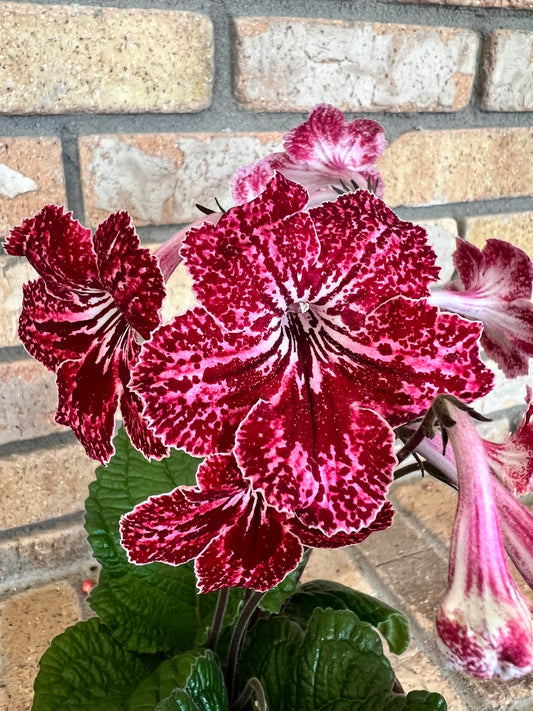 Streptocarpus DS - Strawberry