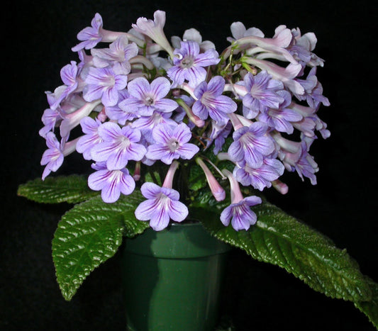 Streptocarpus Dale's Baby Bluebirds