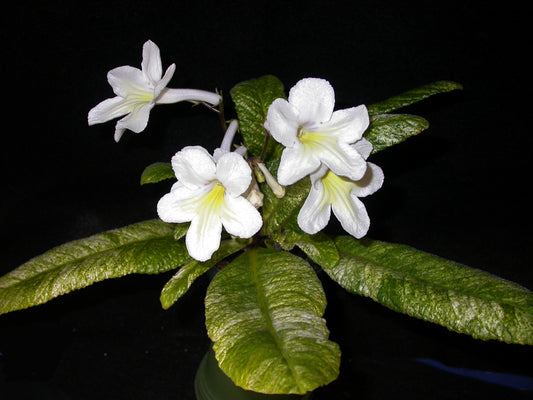 Streptocarpus Dale's Goldilocks