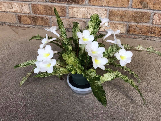 Streptocarpus Dale's Polar Blizzard