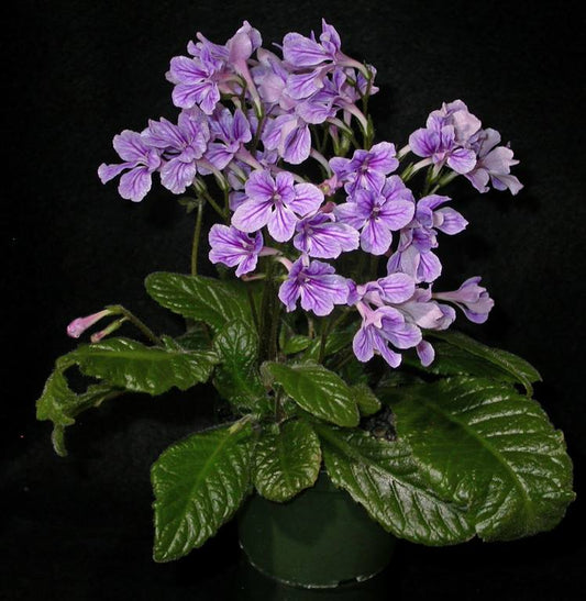 Streptocarpus Dale's Wee Wasp