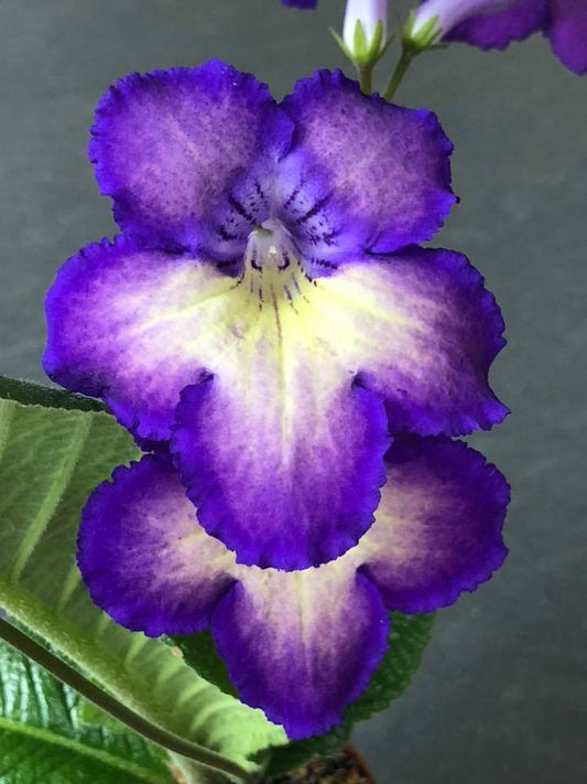 Streptocarpus Dem - Tokyo