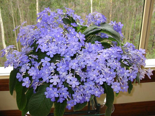 Streptocarpus Dibleys Falling Stars