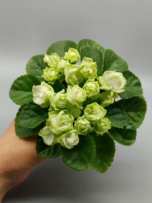 Hunter's Cabbage Goddess