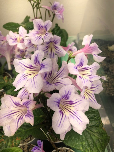 Streptocarpus Heartland's Nelly