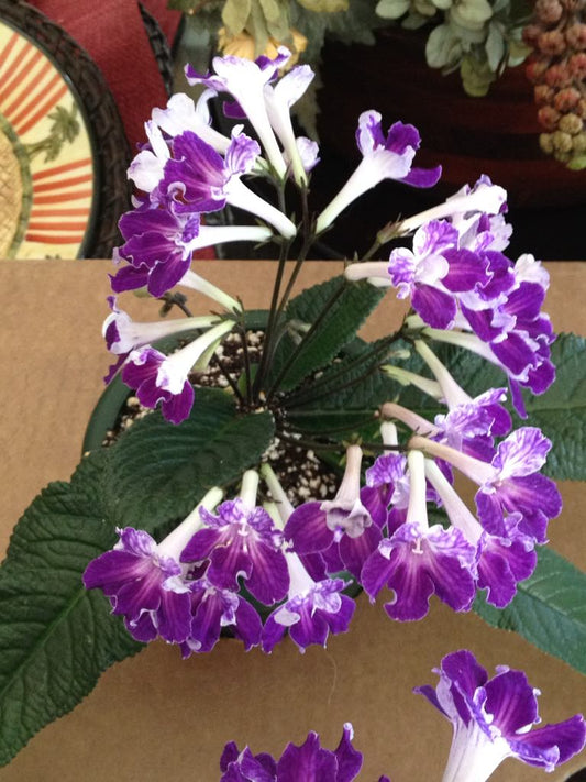 Streptocarpus Heartland's Peacock