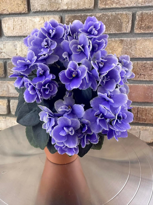 Honey Blue Ace
