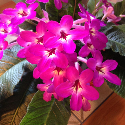 Streptocarpus Joker
