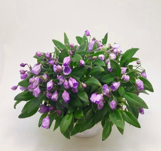 LE - Scottish Heather