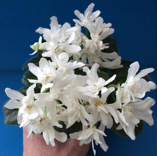 Lunar Lily White