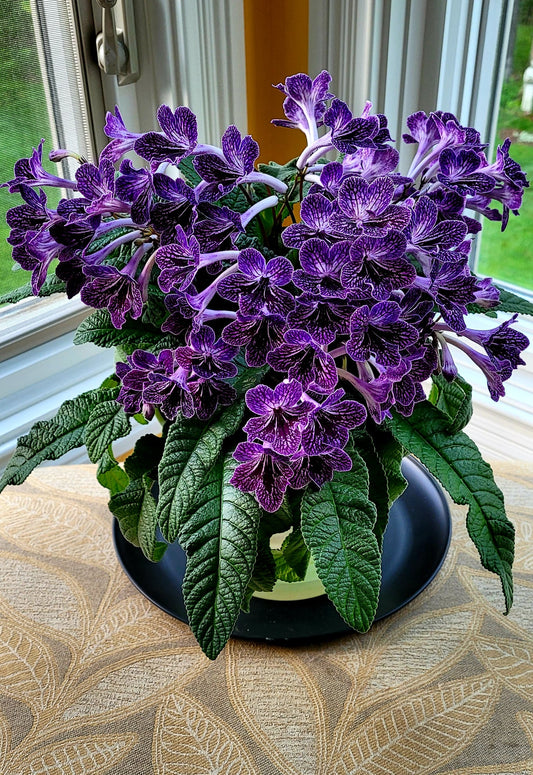 Streptocarpus Little Kan