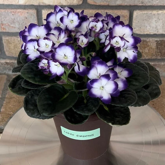 Oyama Self Watering Pot (4")