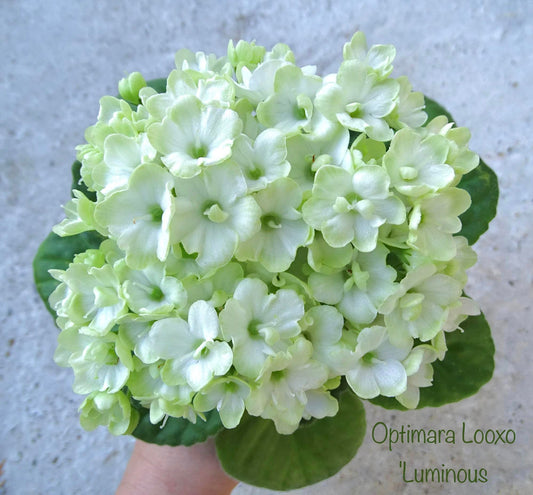 Optimara LooXo Luminous (by Optimara Greenhouses)