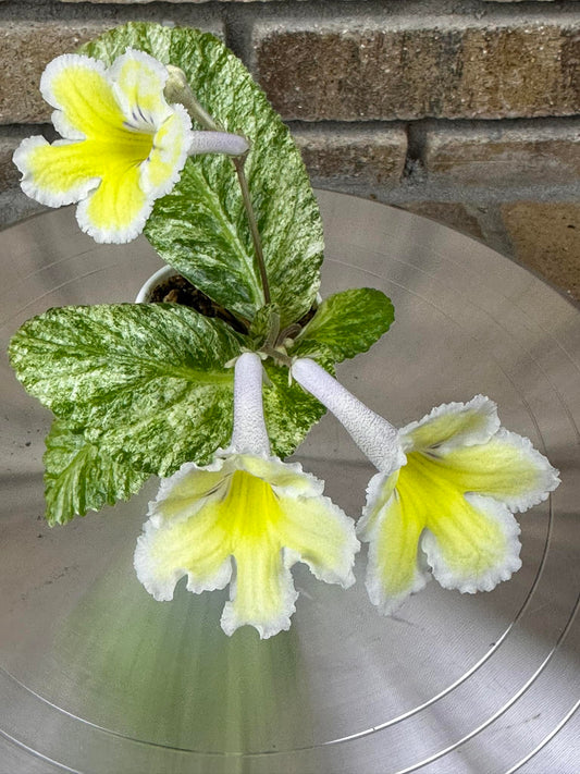 Streptocarpus MK - Arctic Sun